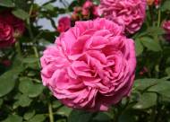 Villa Giustiniani – Fotogallery il Roseto – 11